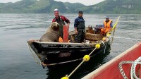La photo : Trois pécheurs russes ont eu la surprise de voir un phoque nager près de leur bateau avant de grimper dessus ! Pendant près de huit heures, le phoque est resté sur l’embarcation, avec les pêcheurs