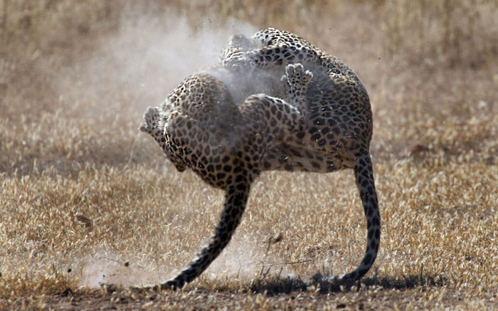 La photo : bataille de léopard en Afrique du Sud