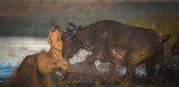 La photo : Une lionne engagée dans une bataille contre un buffle,