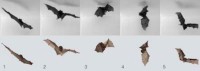 Le poids des ailes des chauves-souris est déterminant