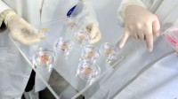Modification génétique de l’embryon : la mise en garde d’un spécialiste des cellules souches adultes