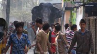 éléphant dégâts panique ville indienne vidéo
