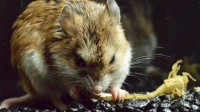 La souris qui transforme du venin de scorpion en banal analgésique