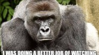 RIP Harambe indignation gorille abattu mort