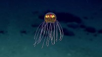 nouvelles méduses enchantent scientifiques