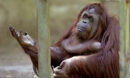 Le zoo de Buenos Aires ferme :<br>« La captivité est dégradante »