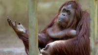 zoo Buenos Aires ferme captivité dégradante