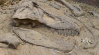 Des fossiles de stromatolithes qui posent des problèmes à l’évolutionnisme : trop vieux !