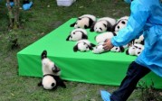 La photo : les 23 pandas nés en 2016 à Chengdu, en Chine.