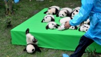 pandas nés 2016 Chengdu Chine photo
