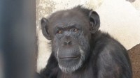 chimpanzé sujet droit non humain sortie zoo tribunal Mendoza Argentine