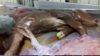 Un fœtus de veau « tué » lors de l’abattage de sa mère