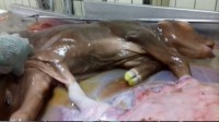 foetus veau tué lors abattage mère