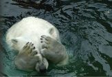 Un autre mensonge du réchauffisme qui annonçait la disparition de l’ours polaire… il se multiplie !