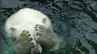 mensonge réchauffisme disparition ours polaire multiplie