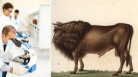 Faire revivre l’auroch :le rêve fou de l’Opération Tauros