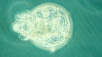 création artificielle embryons humains Université Cambridge