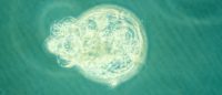 Université de Cambridge :<br>vers la création artificielle d’embryons humains