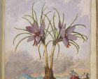 La photo : un magnifique herbier médicinal « paysagé » du XVIe siècle…