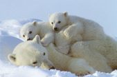 Arctique : introuvable fonte des glaces en 2017, on gèle au pôle Nord !