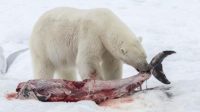 Le billetDrame médiatique : le réchauffement climatique rend l’ours blanc plus fort et plus dangereux
