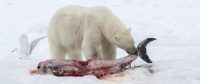 Le billet<br>Drame médiatique : le réchauffement climatique rend l’ours blanc plus fort et plus dangereux