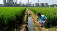 La Banque mondiale va prêter 100 millions de dollars à la Chine pour réduire la pollution aux métaux lourds dans ses rizières