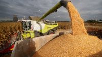 Un raté de l’UE oblige des agriculteurs à stocker des céréales destinées au marché des biocarburants