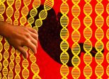 Des chercheurs américains modifient les gènes d’un embryon avec la technique CRISPR-Cas9 :<br>ingénierie génétique ou eugénisme ?