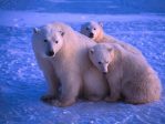 La photo :<br>Les ours polaires sont trop prospères !