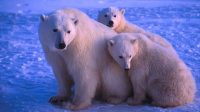 ours polaires trop prospères