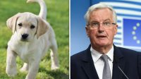 Brexit Michel Barnier menace propriétaires animaux compagnie