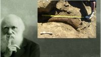 Tissus mous dinosaure chronologie longue évolution Mark Armitage licencié université