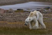 Des images « déchirantes » d’un ours polaire affamé font le tour du monde : fake ou hoax, au choix !