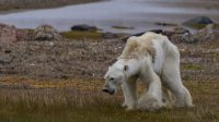 Des images « déchirantes » d’un ours polaire affamé font le tour du monde : fake ou hoax, au choix !