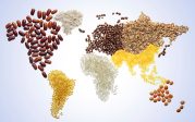 La production mondiale de céréales va de record en record : le CO2, précieux allié de la nourriture des hommes