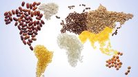 La production mondiale de céréales va de record en record : le CO2, précieux allié de la nourriture des hommes