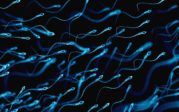 “ Spermageddon ”: la qualité du sperme baisse, l’humanité pourrait être infertile d’ici à 50 ans