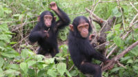petits chimpanzés femelles préfèrent jouer poupée