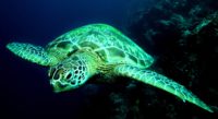 Le réchauffement climatique conduirait à la naissance de 99 % de tortues vertes femelles selon une étude coproduite par… le WWF