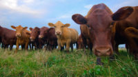 Manger moins de bœuf pour la planète – ou pour le socialisme mondial ?