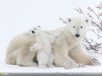 Le nombre d’ours polaires a augmenté de 42 % depuis 2004 près de la mer de Barents