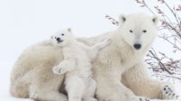 Le nombre d’ours polaires a augmenté de 42 % depuis 2004 près de la mer de Barents