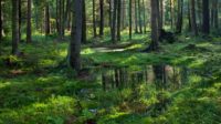 Forêt de Białowieża – La Cour de Justice de l’UE donne raison à la Commission européenne et aux écologistes contre la Pologne