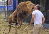 Le dernier dompteur anglais interdit de cirque avec ses deux lions et son tigre Le dernier dompteur anglais interdit de cirque avec ses deux lions et son tigre