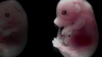 Des chercheurs créent un embryon de souris à partir de cellules souches, sans gamètes : risque de clonage !