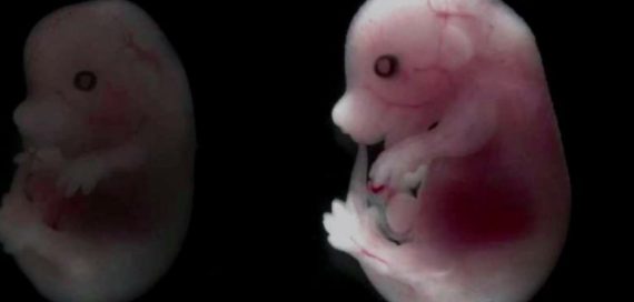 embryon souris cellules souches sans gamètes clonage