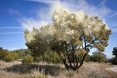 Le « réchauffement climatique » augmente les allergies – même quand il fait froid ?