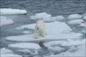 Climat : on dénonce une vague de chaleur mondiale, mais la glace est bien là qui ne fond pas – et les ours non plus…