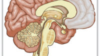 empecher comportement violent études stimulation cortex préfrontal cerveau